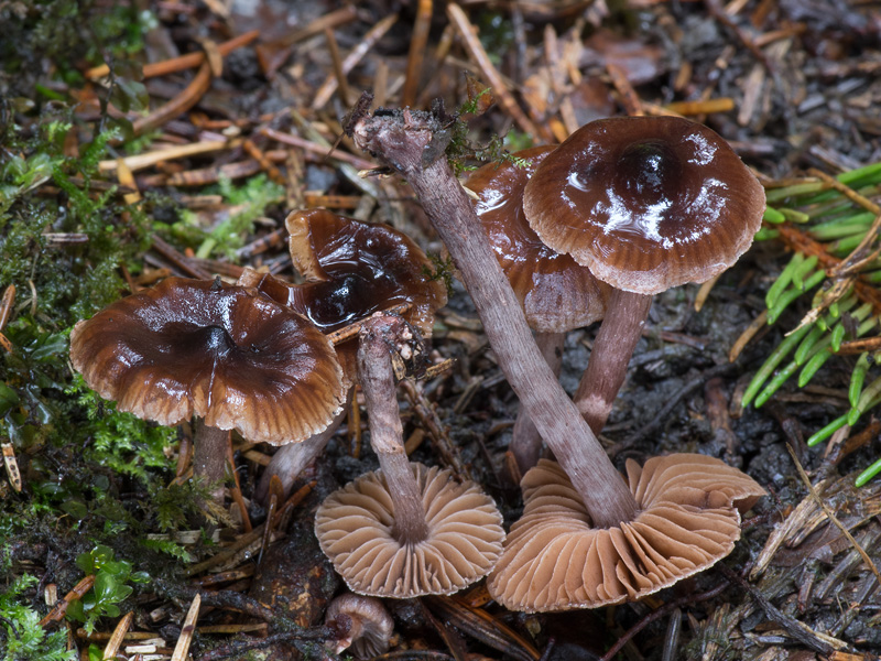 Cortinarius suberythrinus